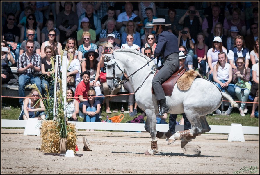 Pferd International 099